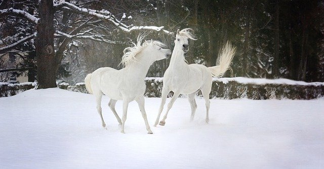 bílí koně ve sněhu