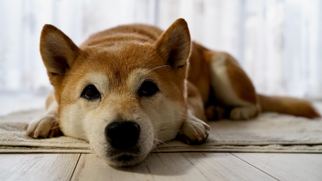 Akita inu je krásná. 