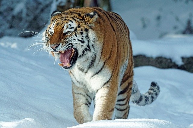 řvoucí tygr